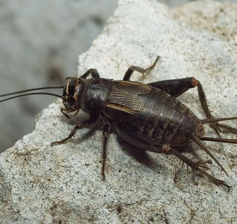 scarab beetle para sa swerte